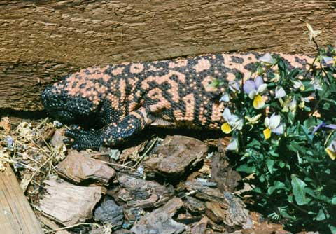 Gila Monster