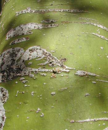 Palo Verde: close-up of a branch