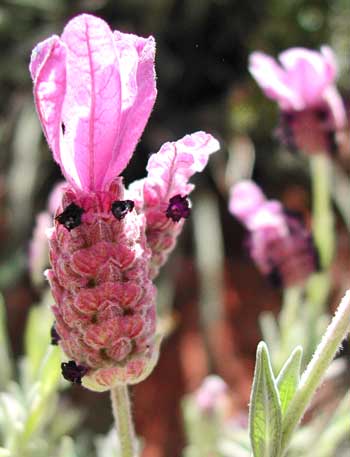 Spanish Lavender