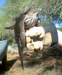 Cooper's Hawk