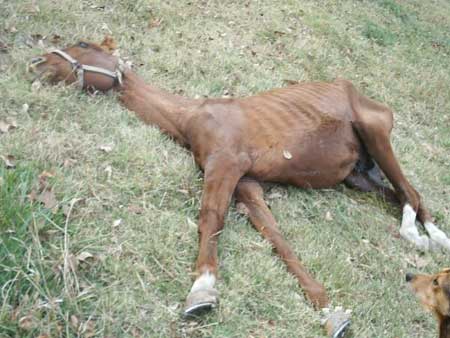Starving horse
