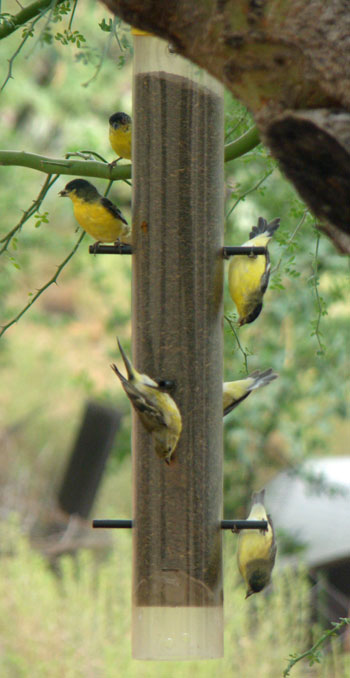 Lesser Goldfinch