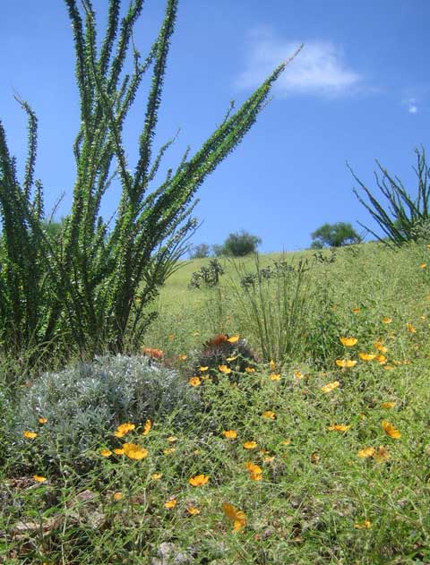 Poppies and ocotillo