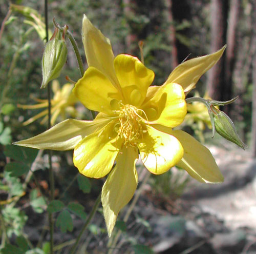 Yellow Columbine