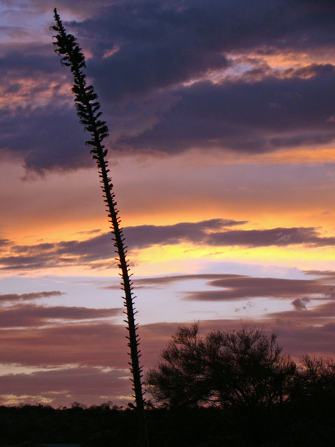 Yucca-at-sunset-orange