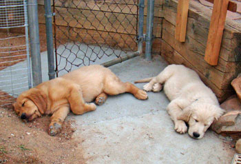12 week golden retriever puppy golden retriever 12 weeks photo 12 week golden retriever puppy golden retriever 12 weeks photo
