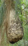 Mexican paper wasp (brachygastra mellifica)