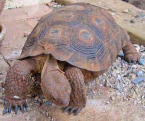 Desert Tortoise Another Think