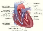 interior diagram of the heart