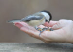 Bird eating seed from hand.