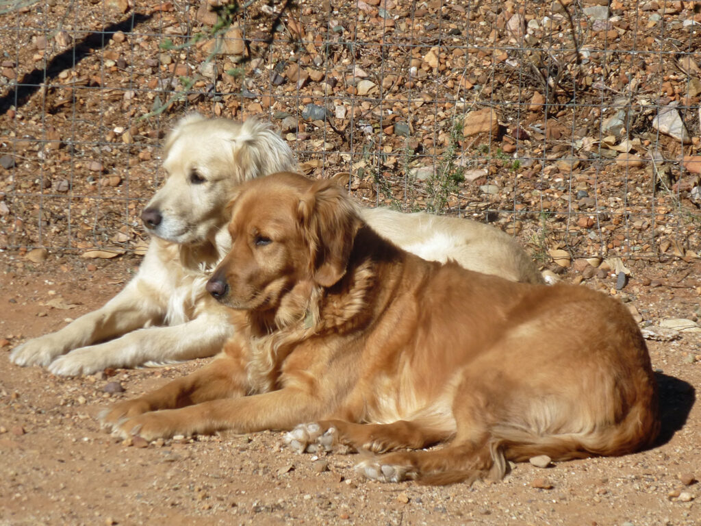 Two dogs keeping watch