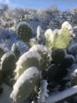 Snow on prickly pear cactus in Tucson, Arizona