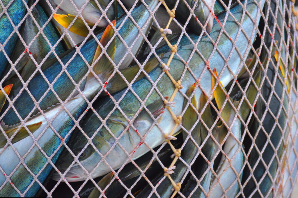 Fish in a net