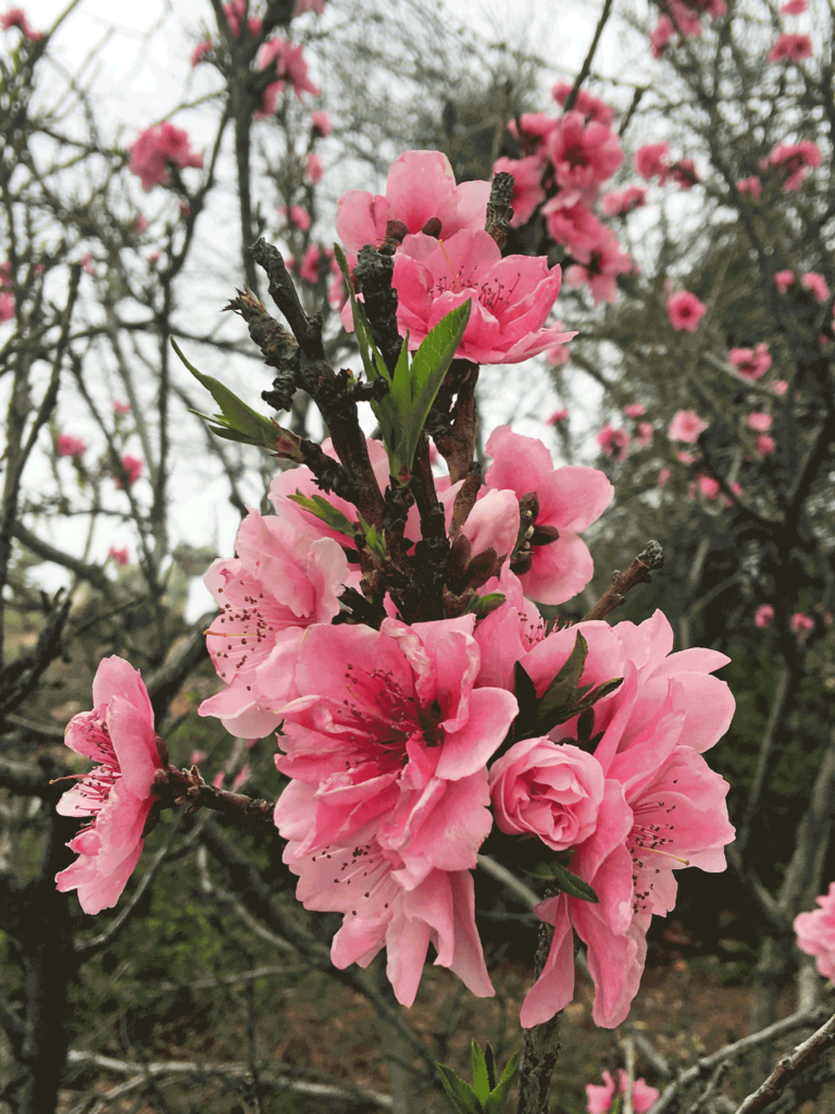 Peach blossoms in spring