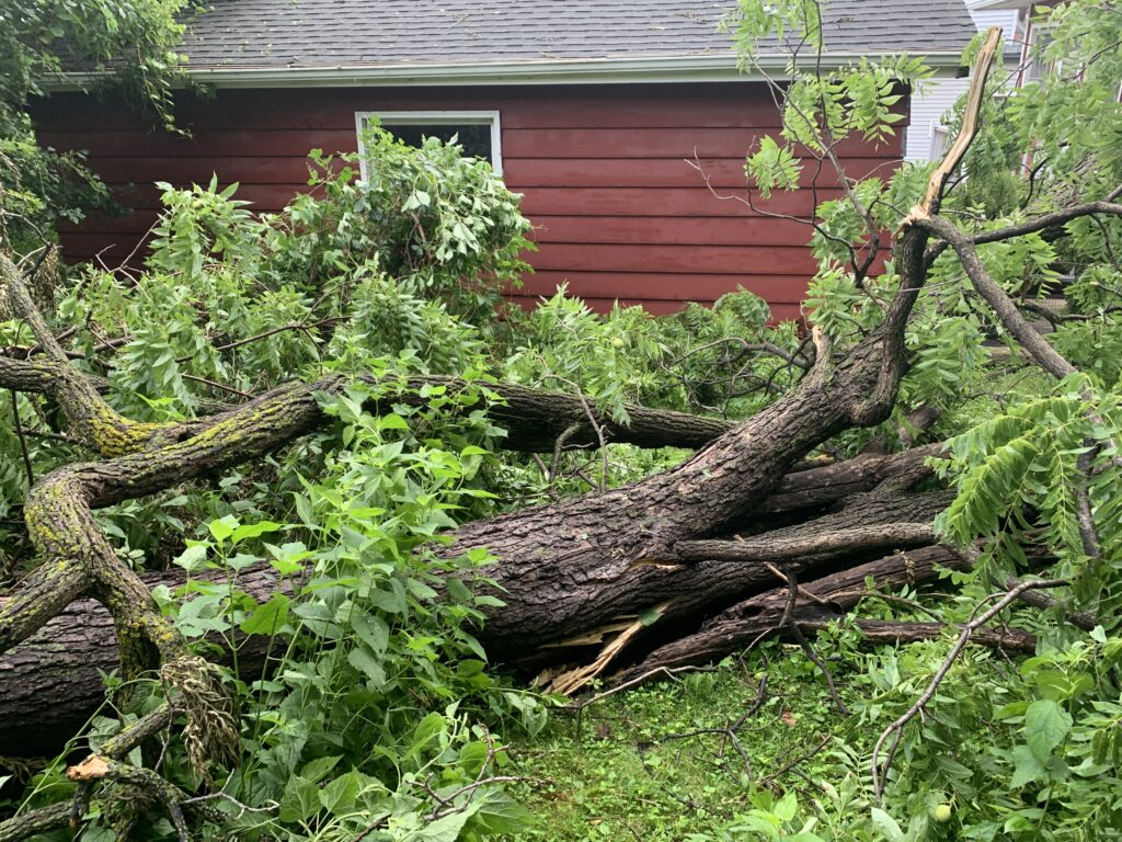 A tree felled by a storm