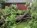 A tree felled by a storm